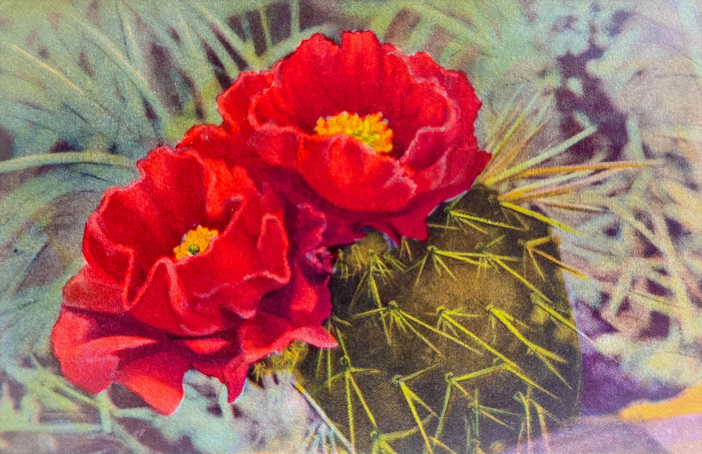 Desert Rose