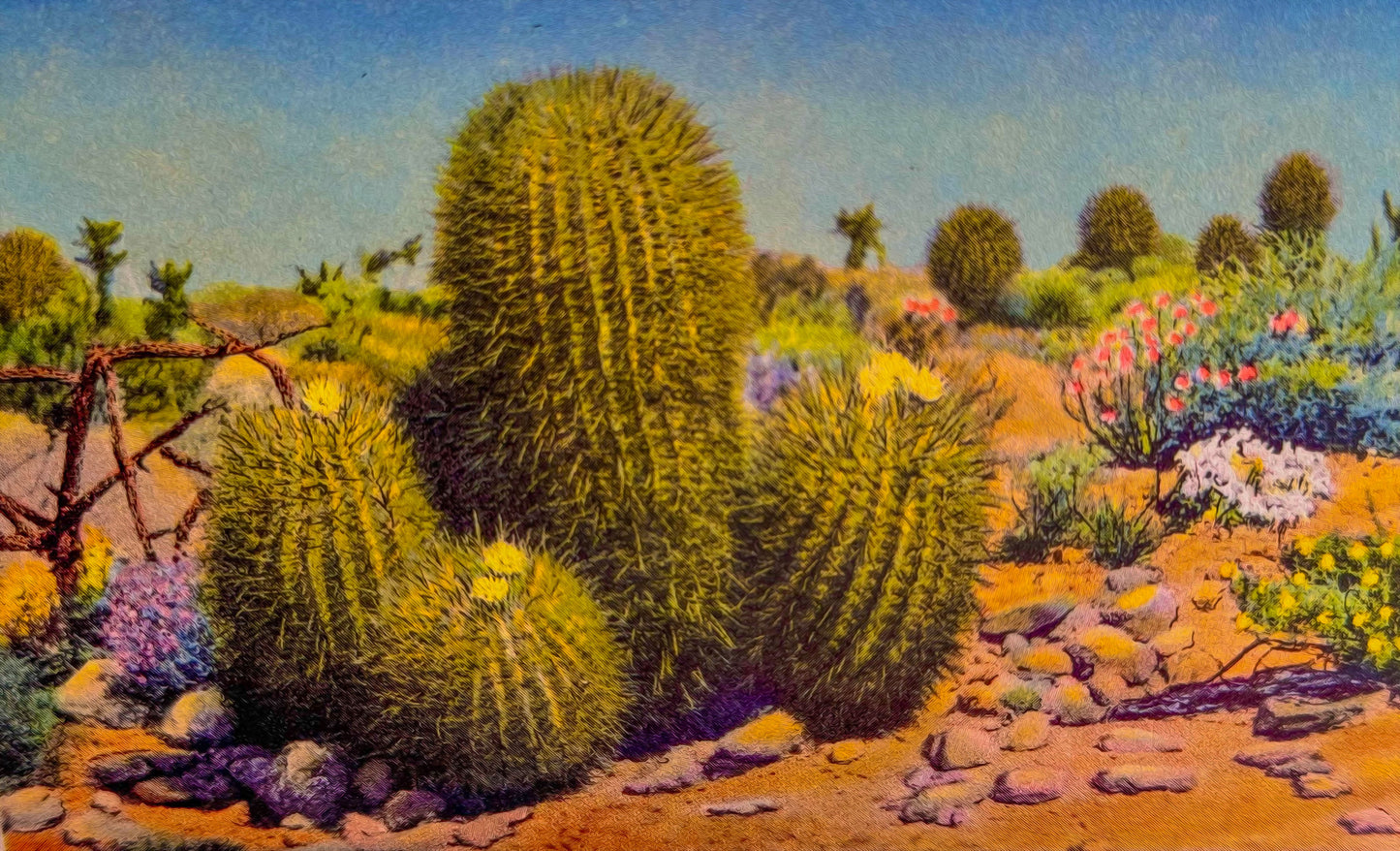 The Desert Spring