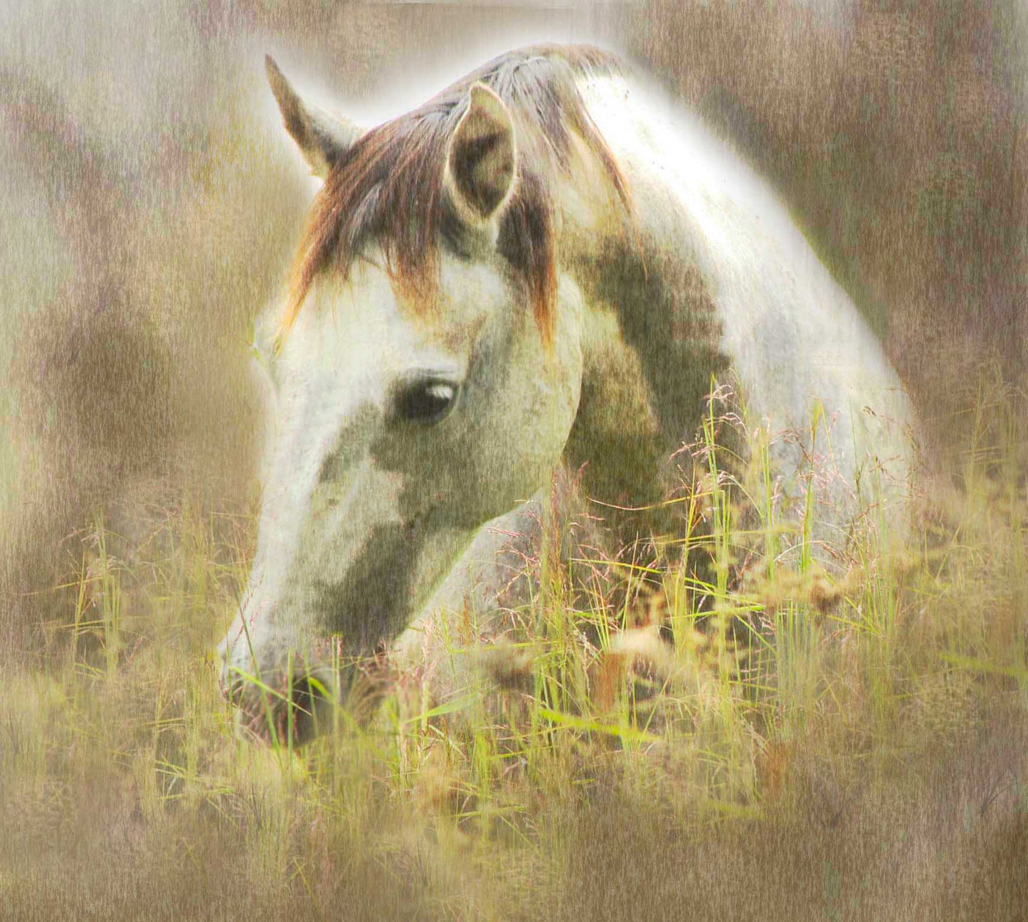 Grey Lady