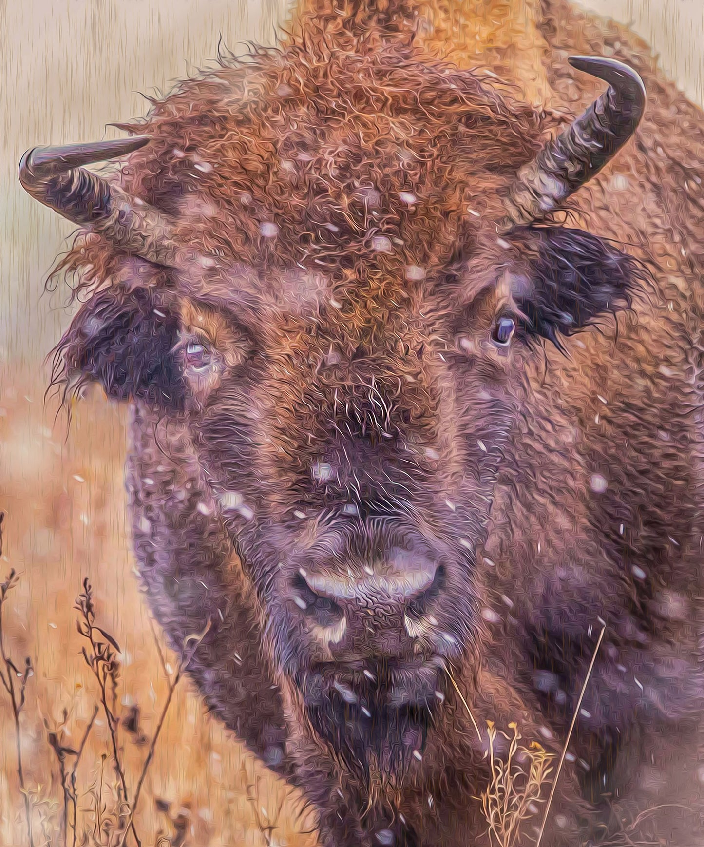Winter Buffalo