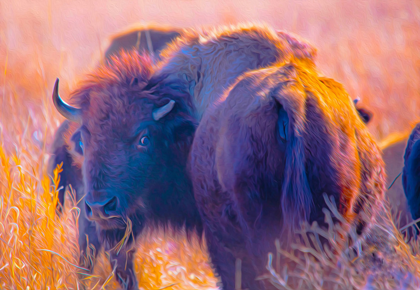 Buffalo At Sunset Decoupage Paper