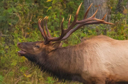 Missouri Early Morning Bugle