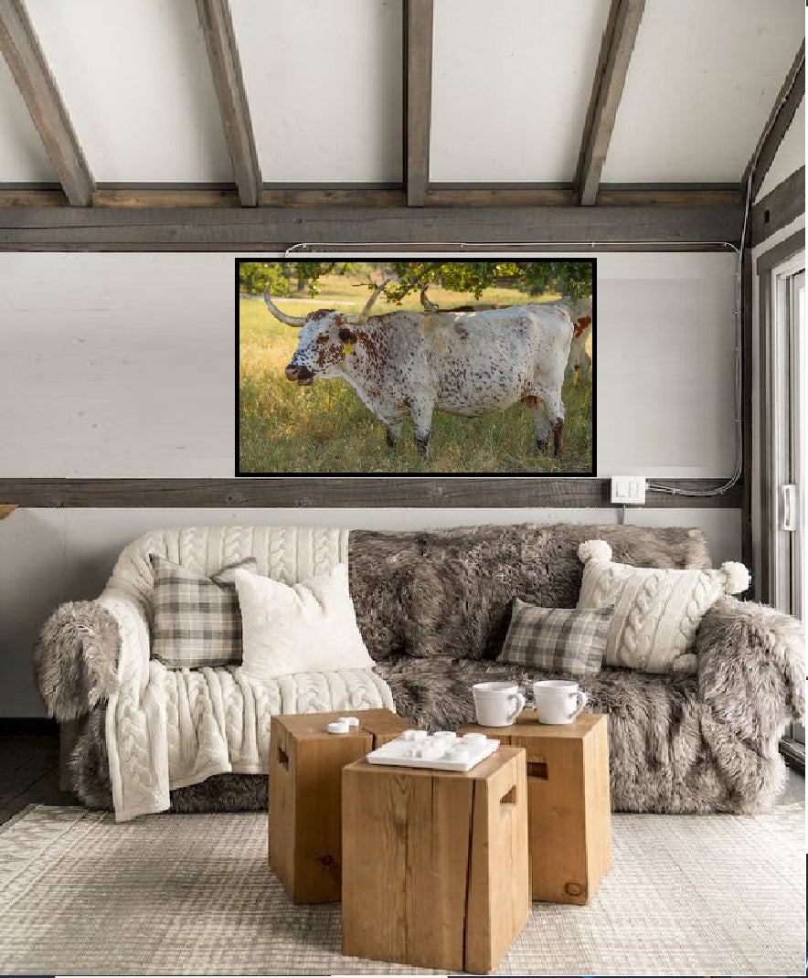 Oklahoma Longhorn