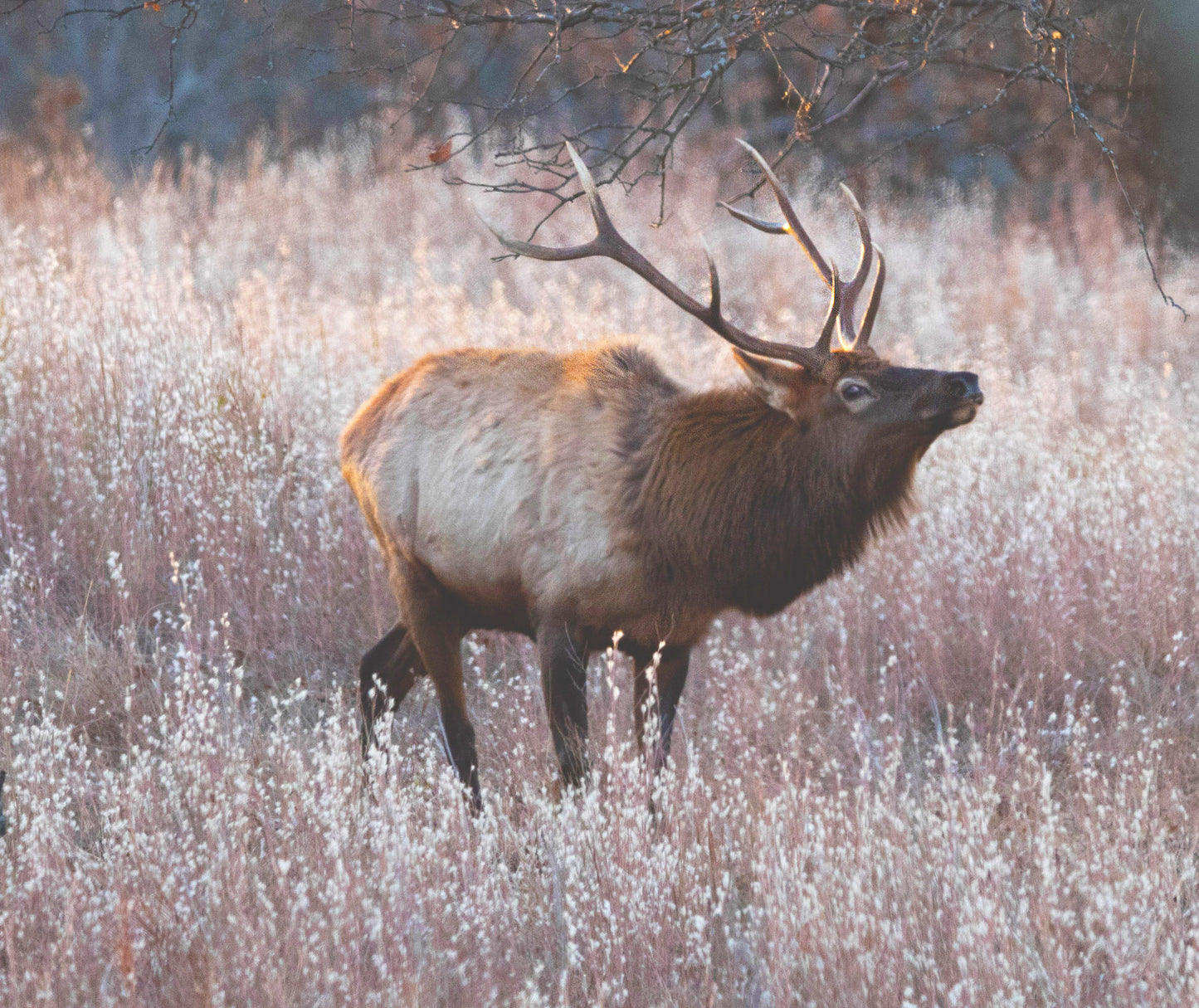 Call of The Elk Decoupage Paper