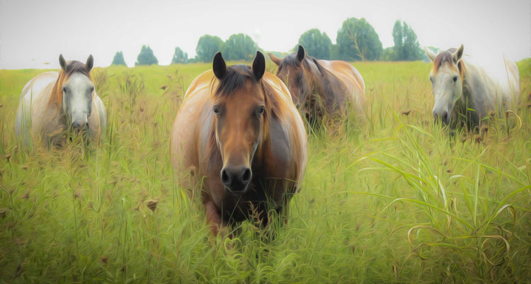 Indian Paintbrush - Fine Art Print Studio