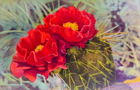 Desert Rose