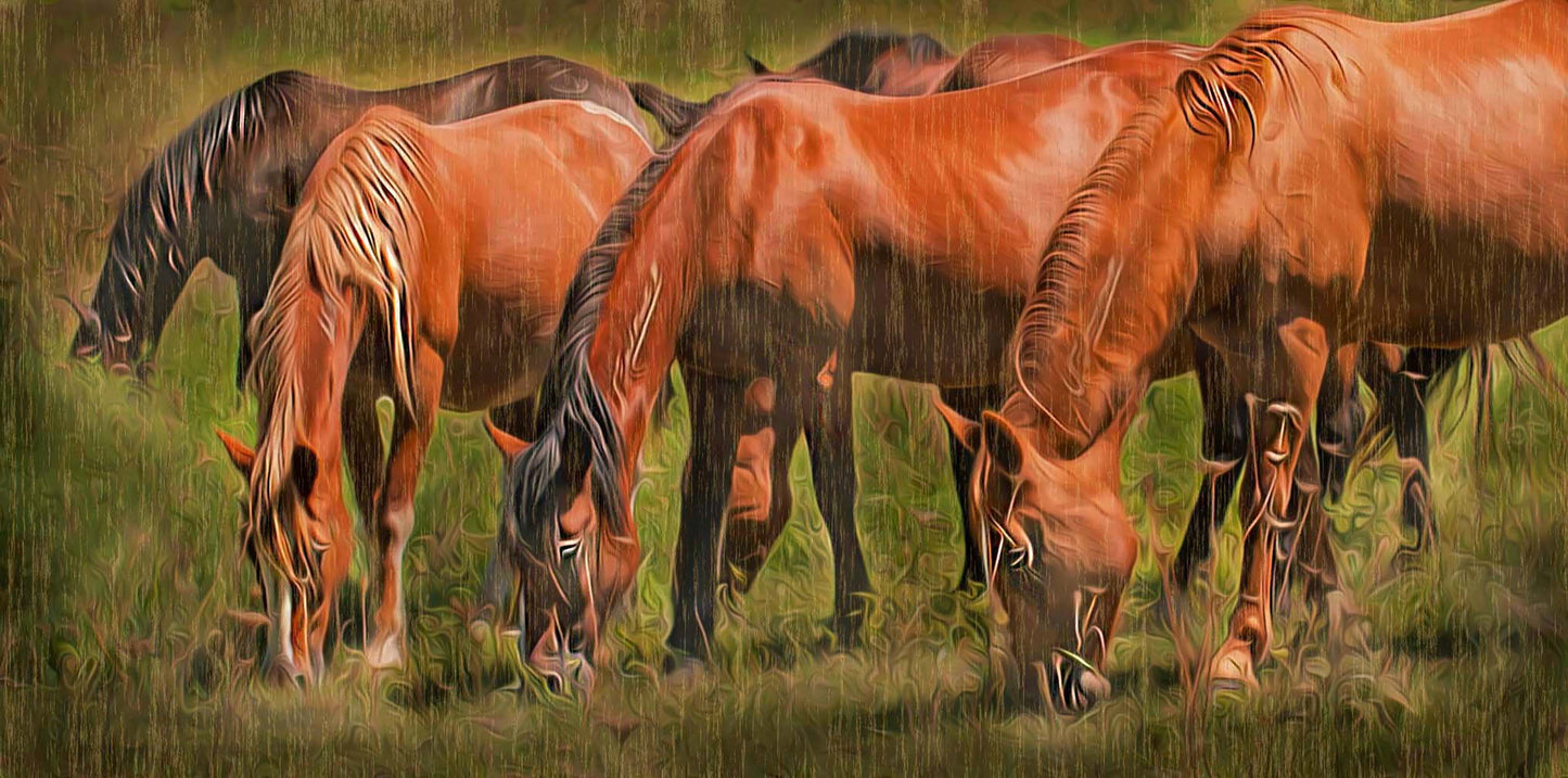 Band Of Mustangs