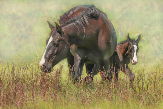 Morning Foal