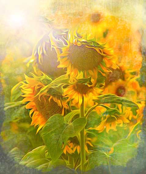 Sunset Sunflowers