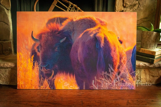 Buffalo  At Sunset