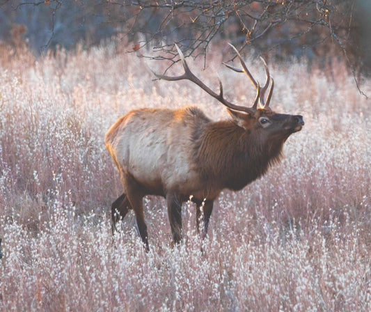 Call of The Elk Decoupage Paper